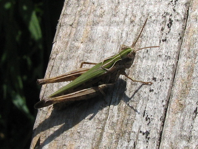 Acrididae: Omocestus cf. rufipes