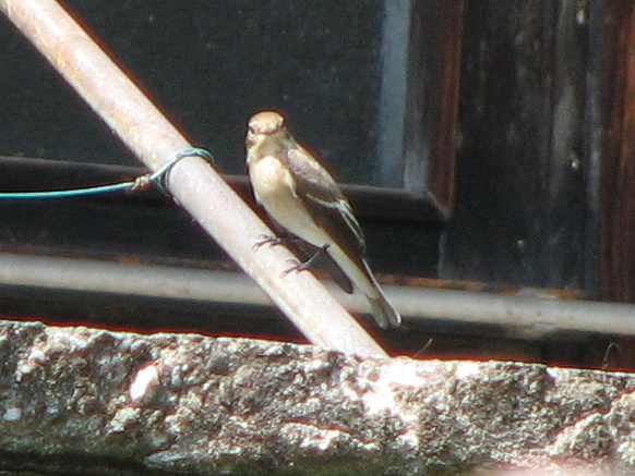 Balia nera