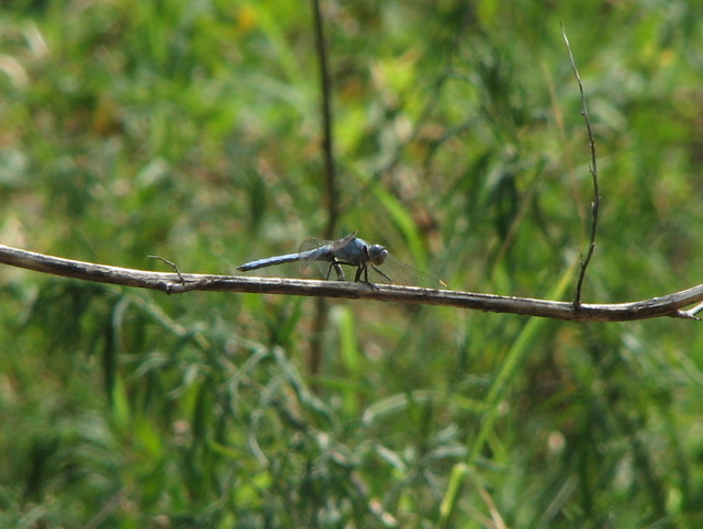 Orthetrum brunneum o coerulescens?(Orthetrum brunneum )