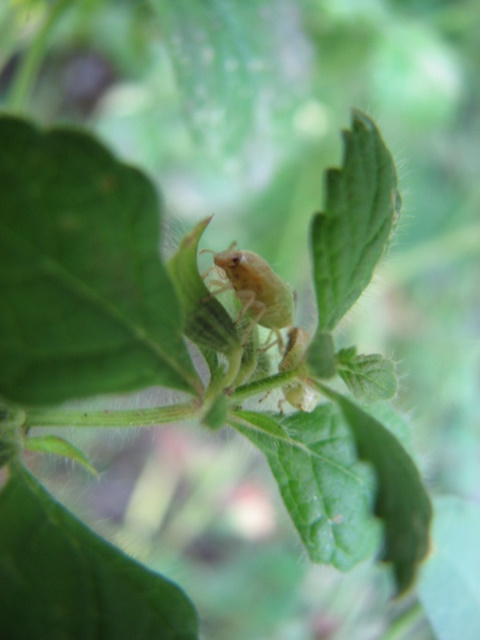 ninfa/neanide  di Stagonomus bipunctatum???