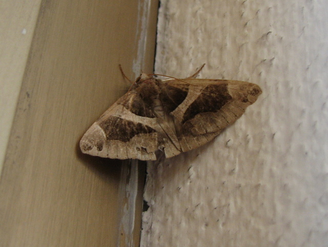 2 falene da identificare