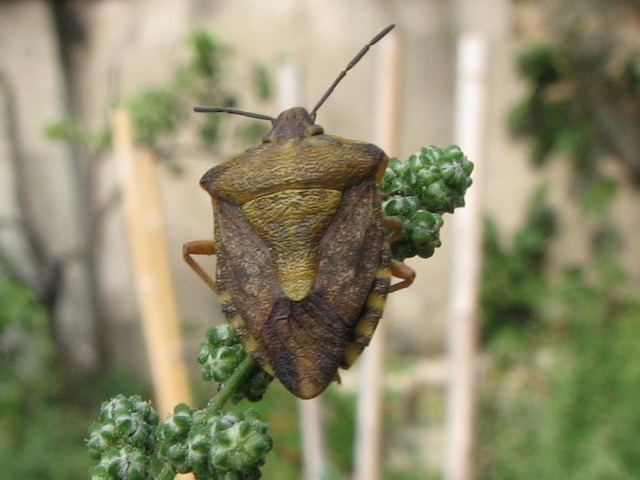 Pentatomidae: Carpocoris purpureipennis di Treviglio (BG)