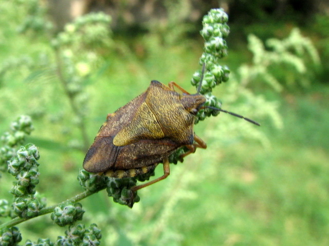 Pentatomidae: Carpocoris purpureipennis di Treviglio (BG)