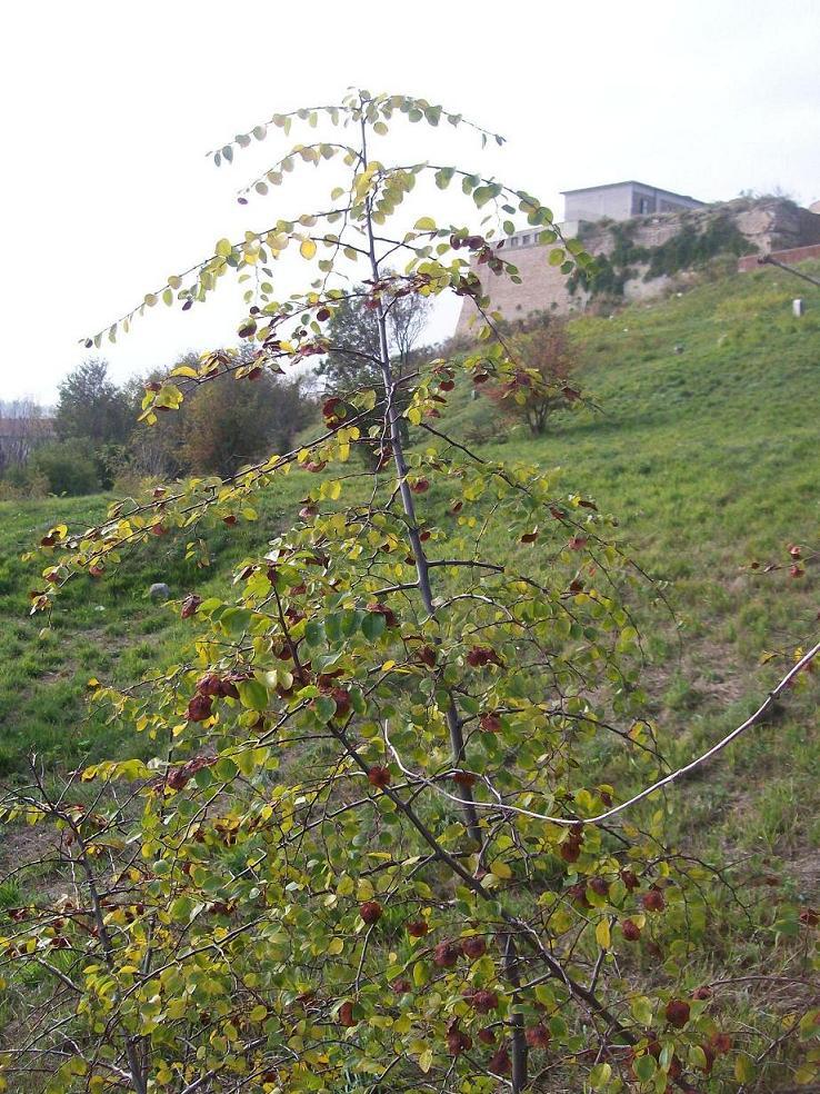 Un arbusto - Paliurus spina-christi