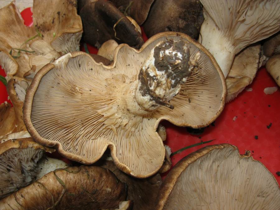 Pleurotus da identificare
