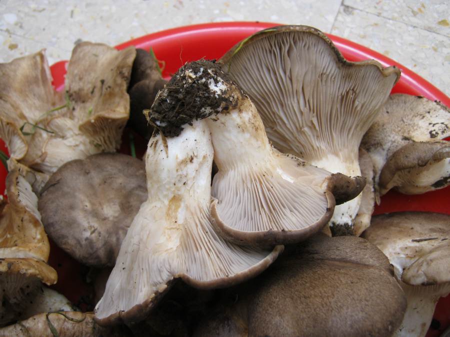 Pleurotus da identificare