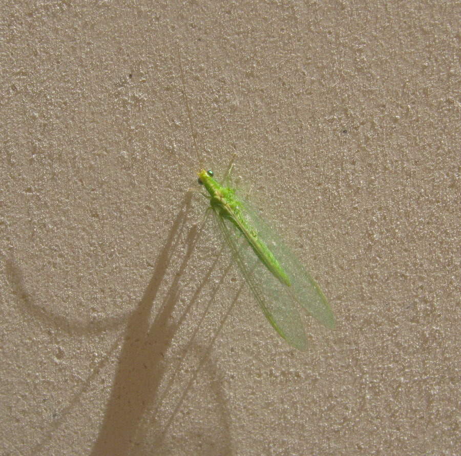 Crisopa da identificare:  Chrysoperla sp.