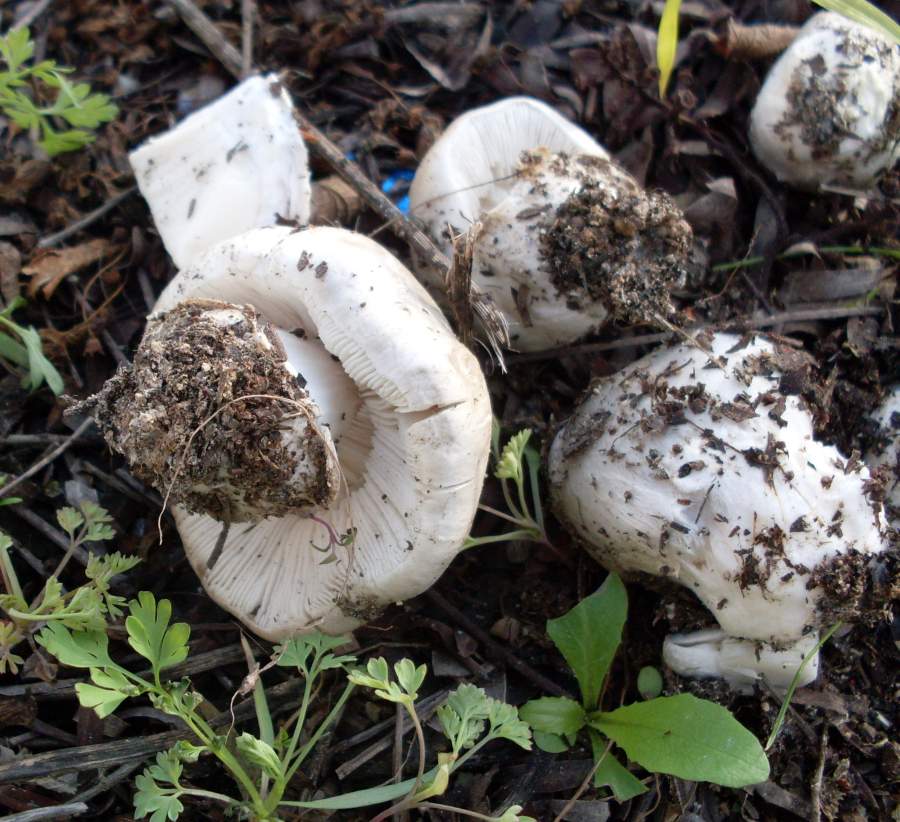 Fungo bianco da identificare