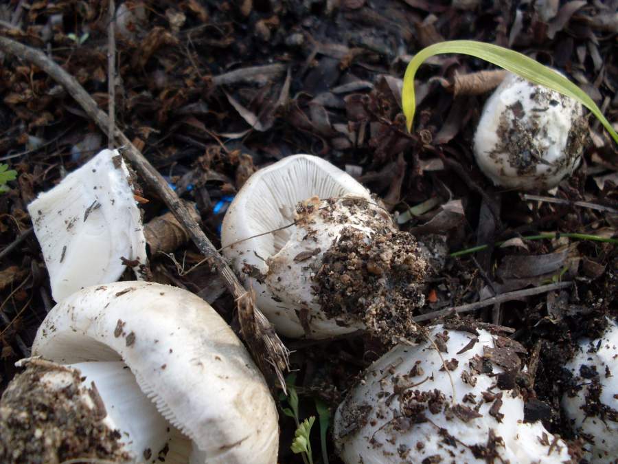 Fungo bianco da identificare