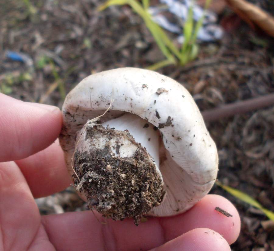 Fungo bianco da identificare