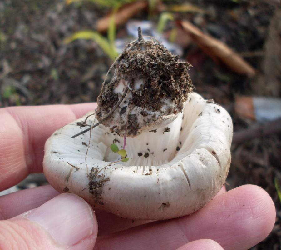 Fungo bianco da identificare