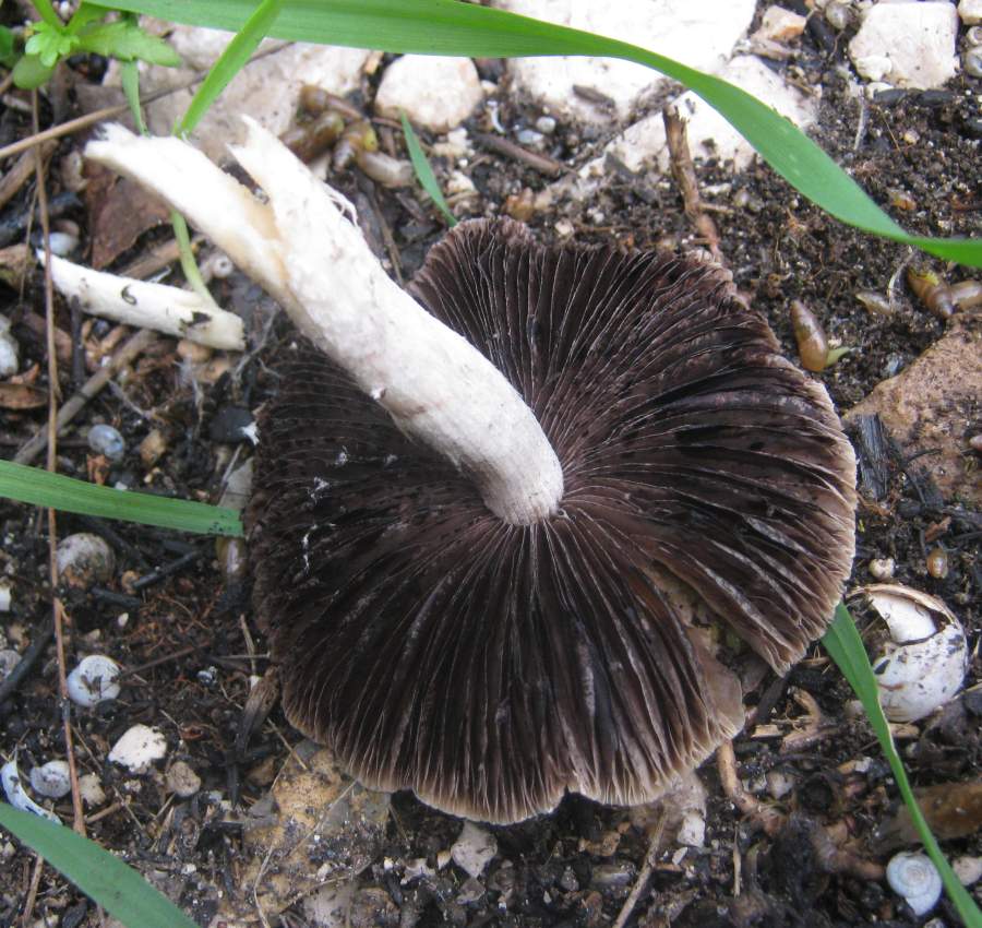 Fungo da identificare su residui vegetali carbonizzati