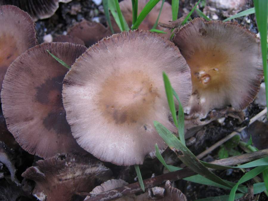 Fungo da identificare su residui vegetali carbonizzati