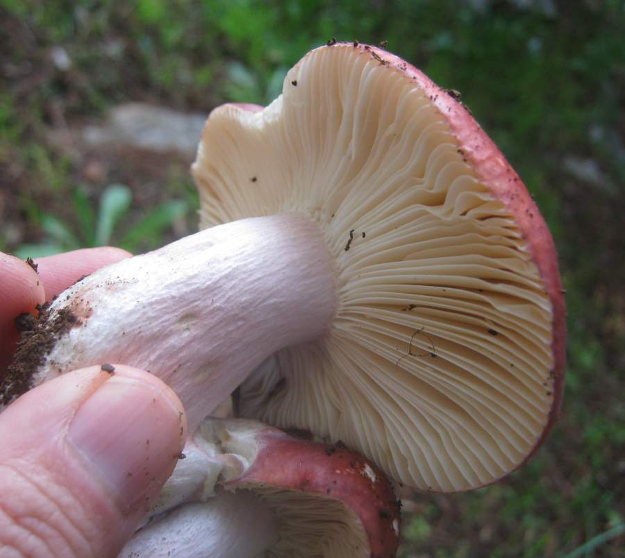 Da identificare
