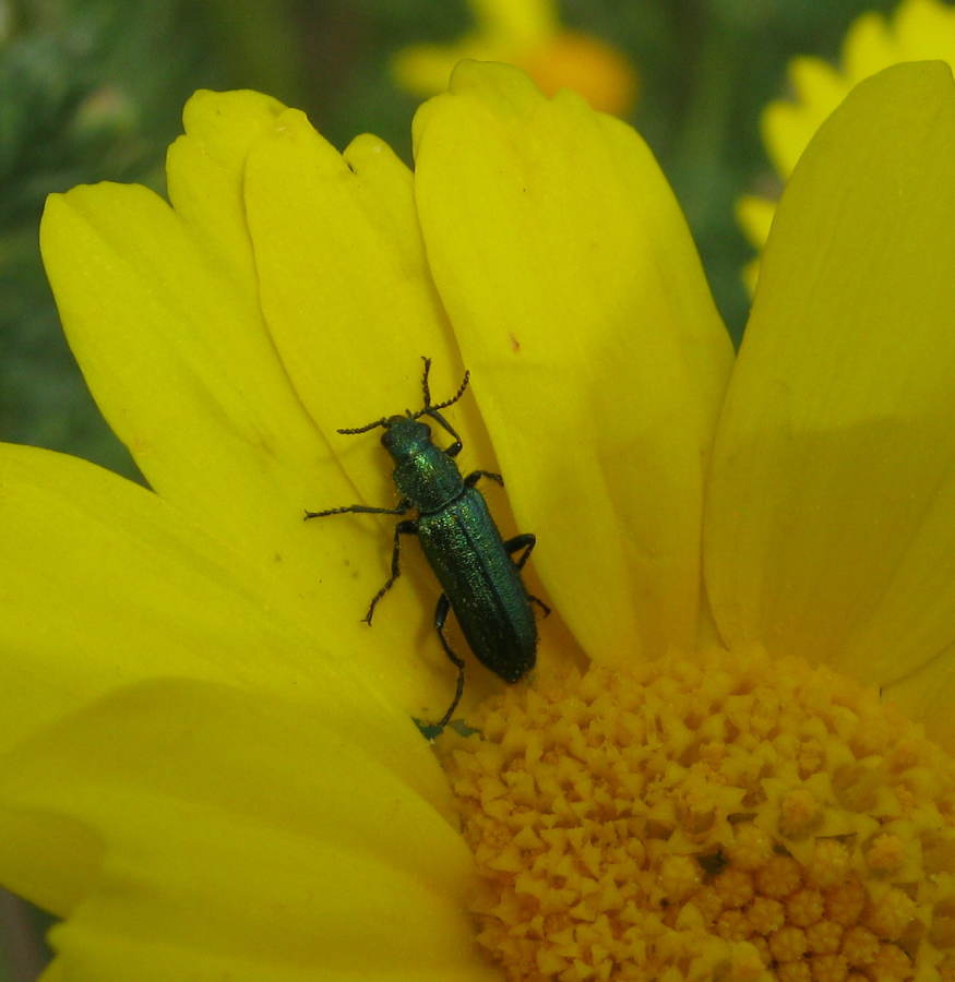 Psilothrix viridicoeruleus