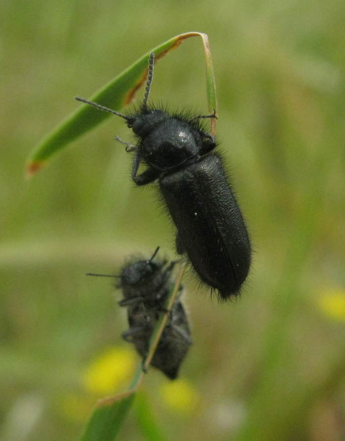 Dasytidae. Probabile Enicopus sp.