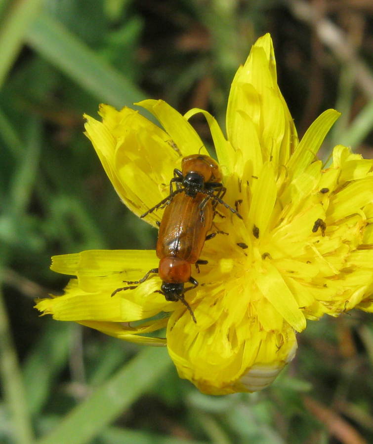 Exosoma lusitanicum in accoppiamento