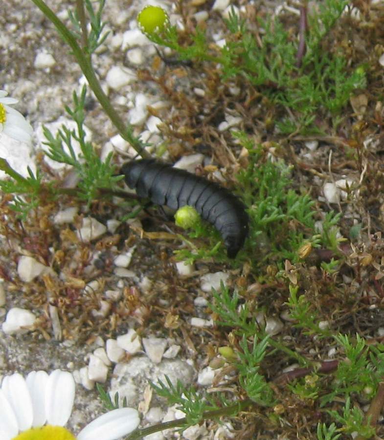 Larva di Carabus sp.