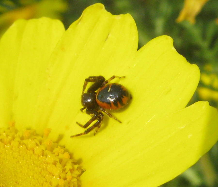 Synema globosum