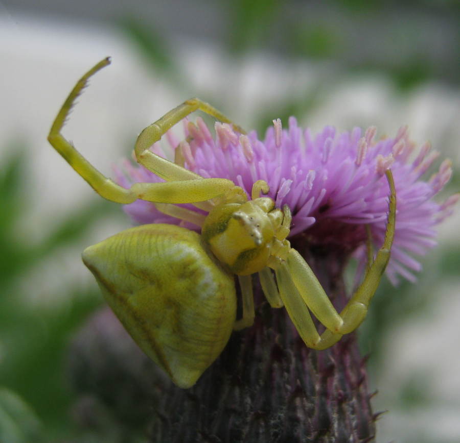 Thomisus onustus