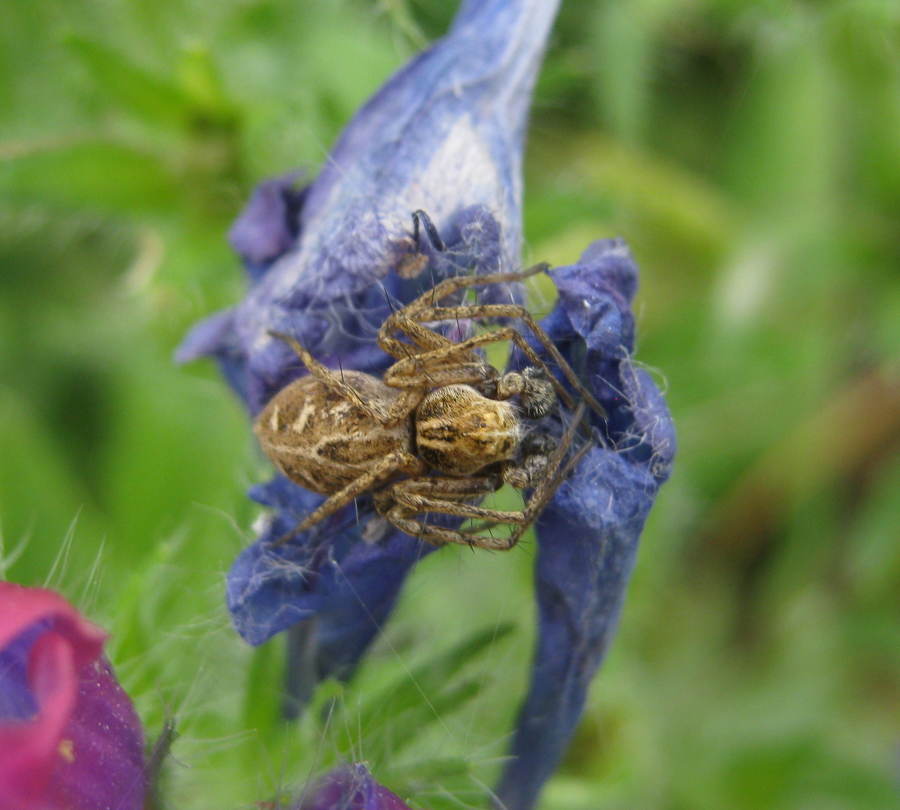 Oxyopes sp.