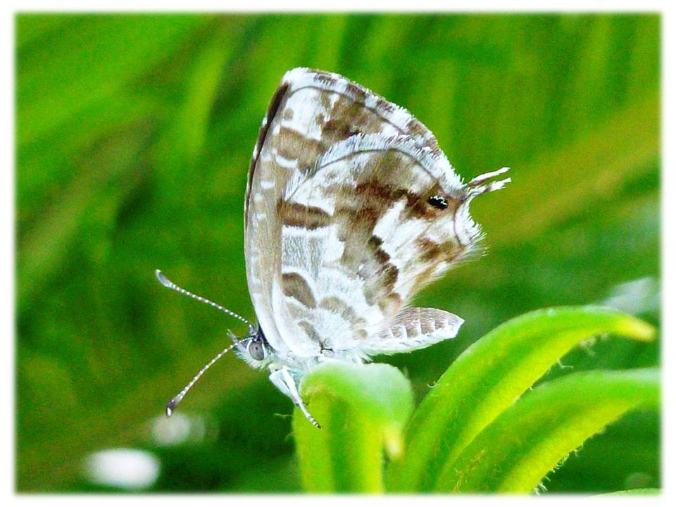 Cacyreus marshalli da Bari
