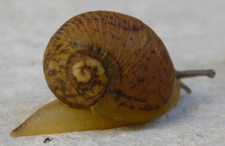 Helix aperta