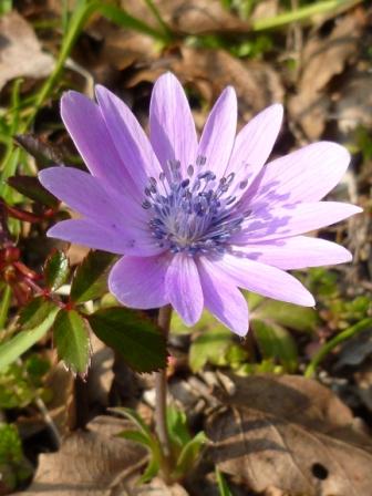 Anemone hortensis L