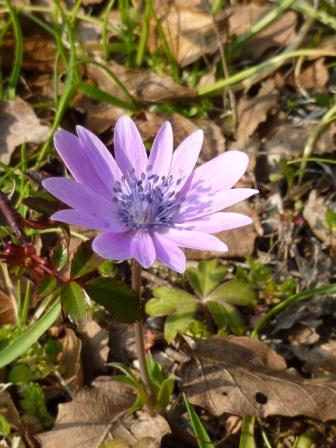 Anemone hortensis L