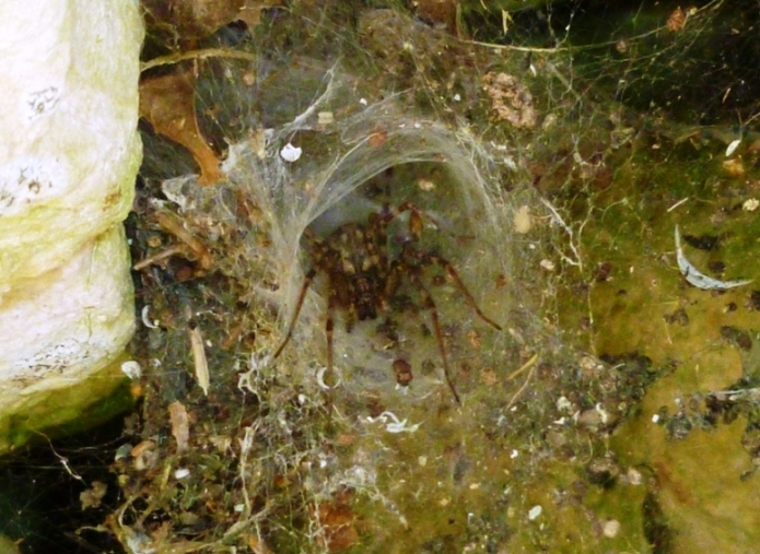 Agelenidae