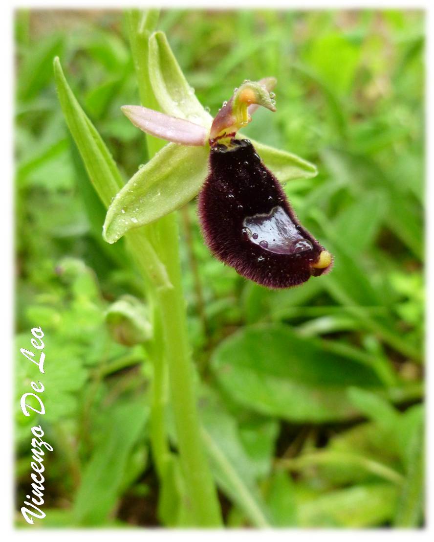 Ophrys bertolonii