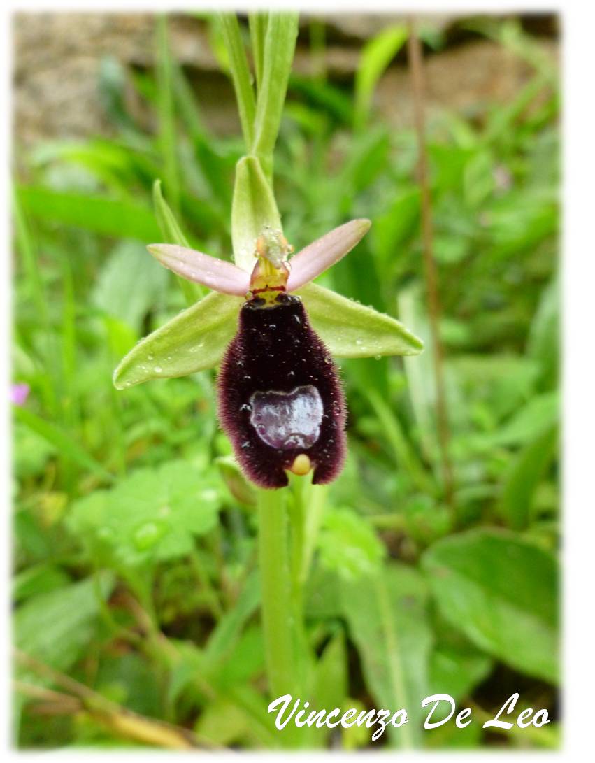 Ophrys bertolonii