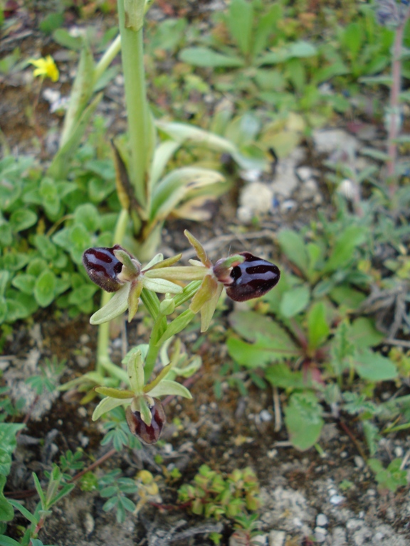 Orchidee dalla Puglia