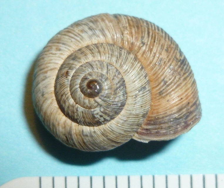 Cernuella cisalpina