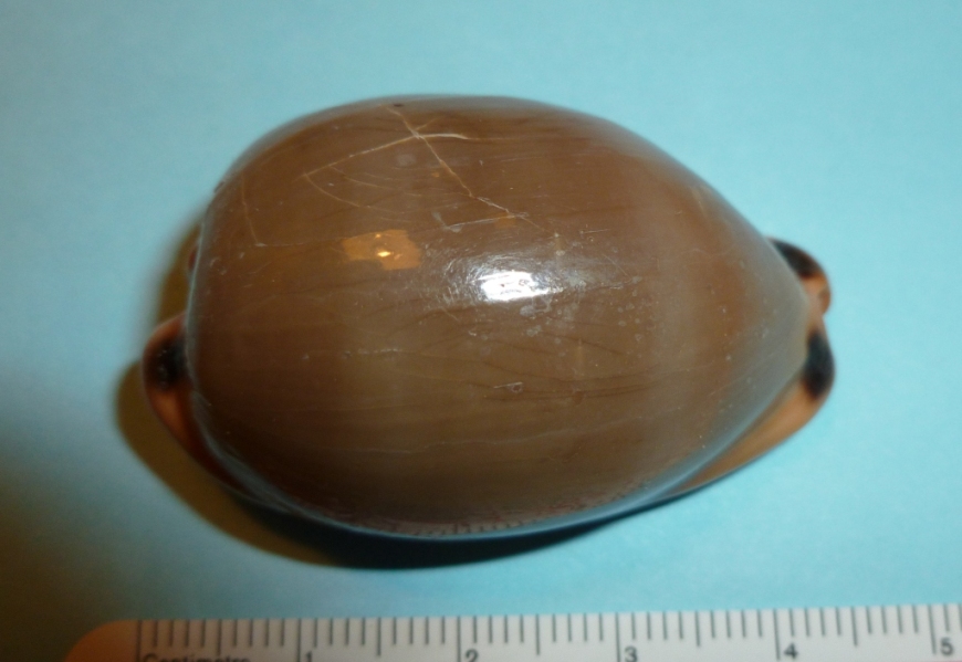 luria lurida?