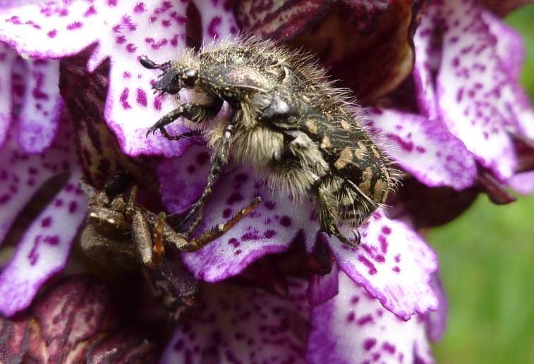 Xysticus sp.