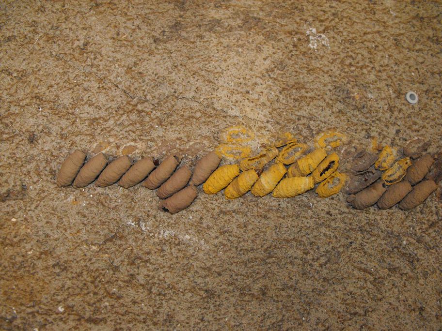 Di chi sono queste costruzioni? Sceliphron curvatum