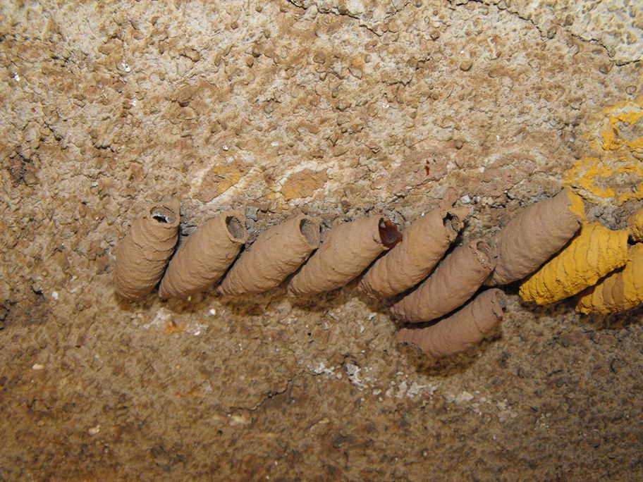 Di chi sono queste costruzioni? Sceliphron curvatum