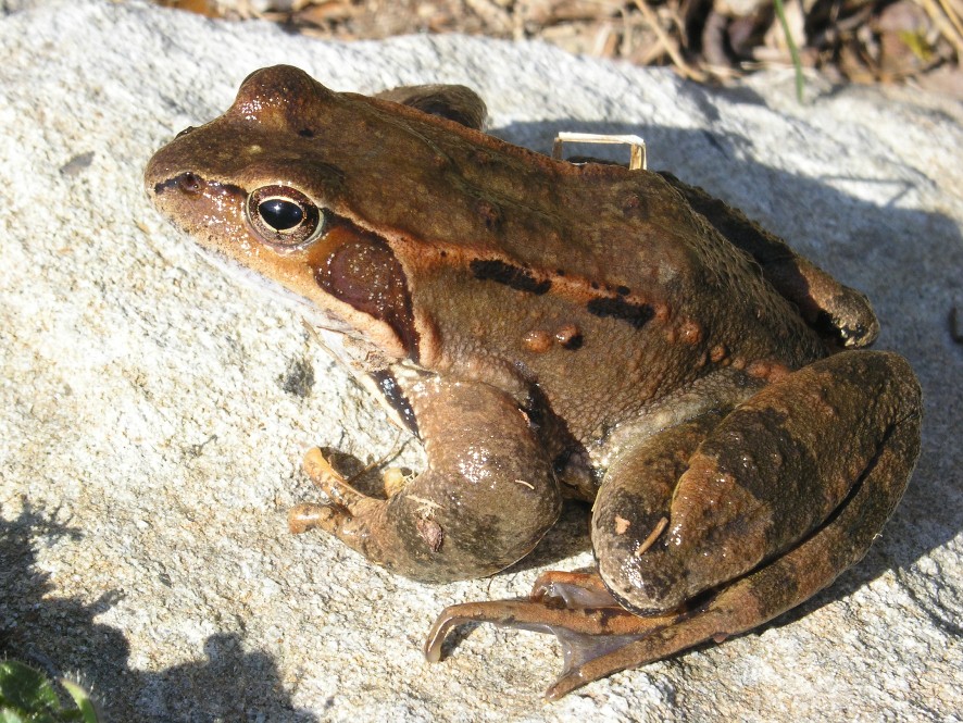 Rana temporaria