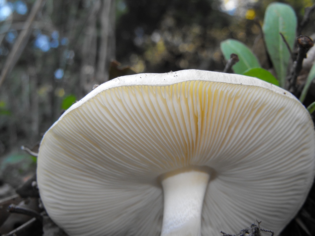 Amanita phalloides