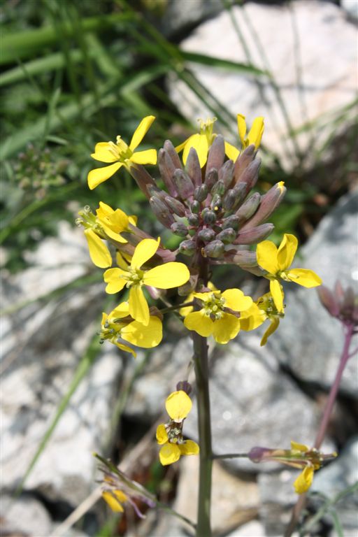 Coincya monensis subsp. cheiranthos / Senape violaciocca