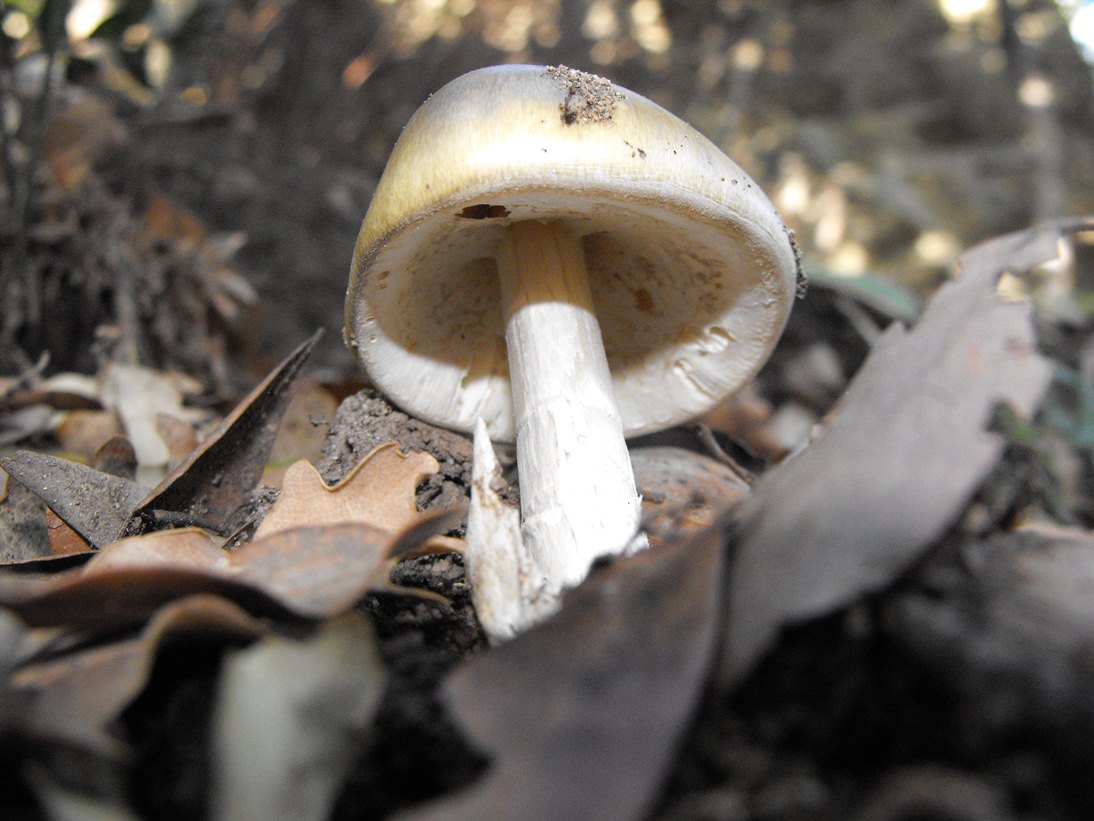 Amanita phalloides