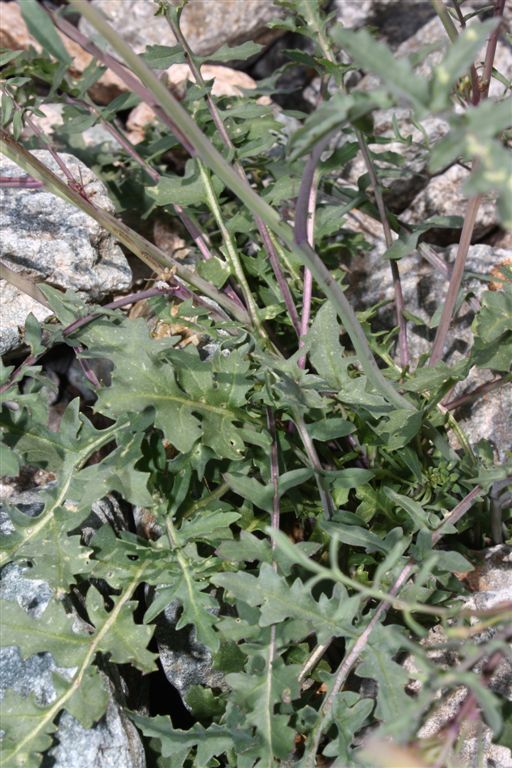 Coincya monensis subsp. cheiranthos / Senape violaciocca