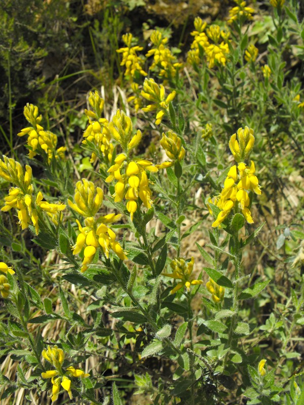 Genista germanica