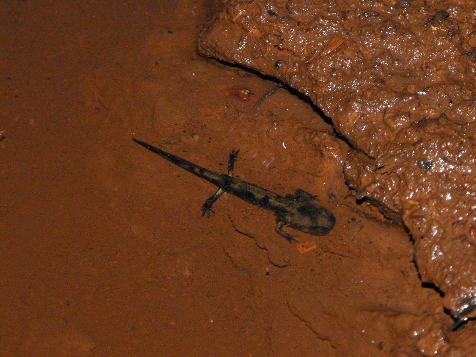 Geotritone? No, larva di Salamandra pezzata