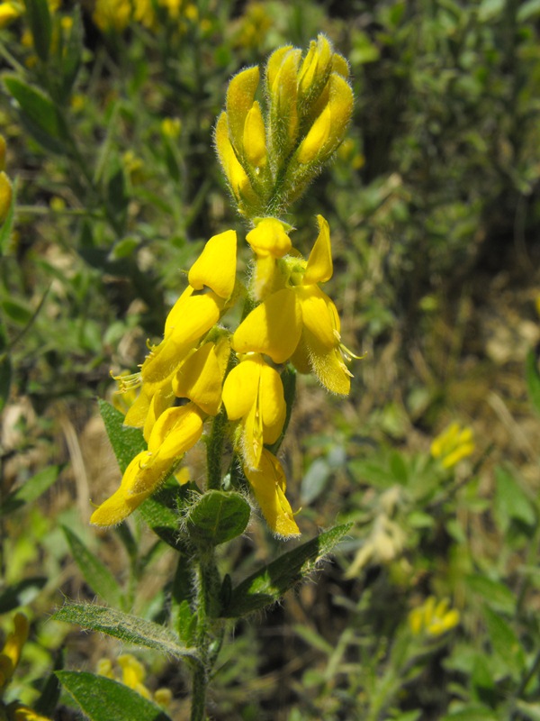 Genista germanica