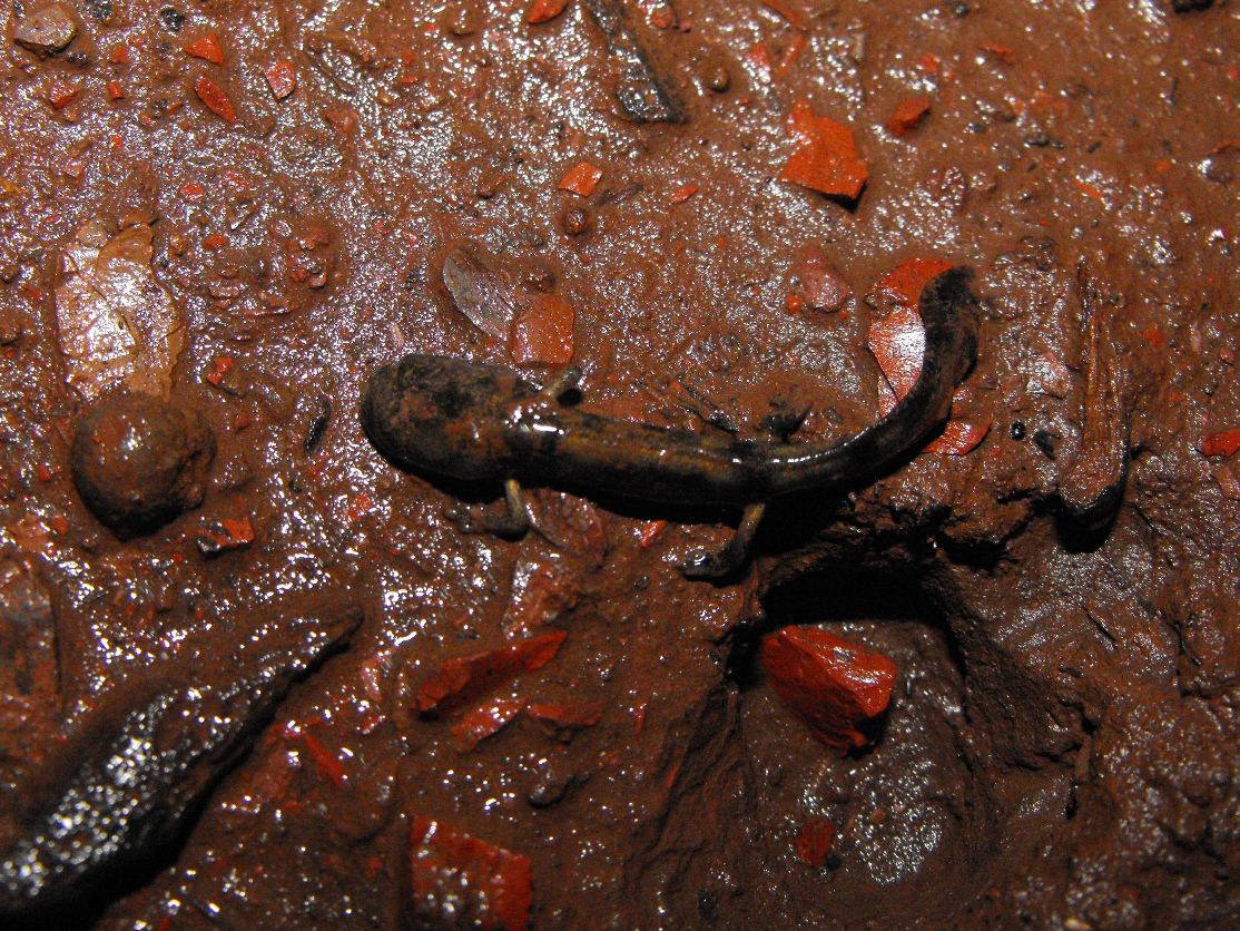 Geotritone? No, larva di Salamandra pezzata