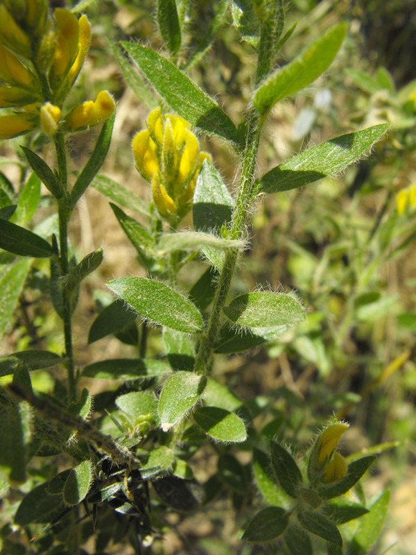 Genista germanica