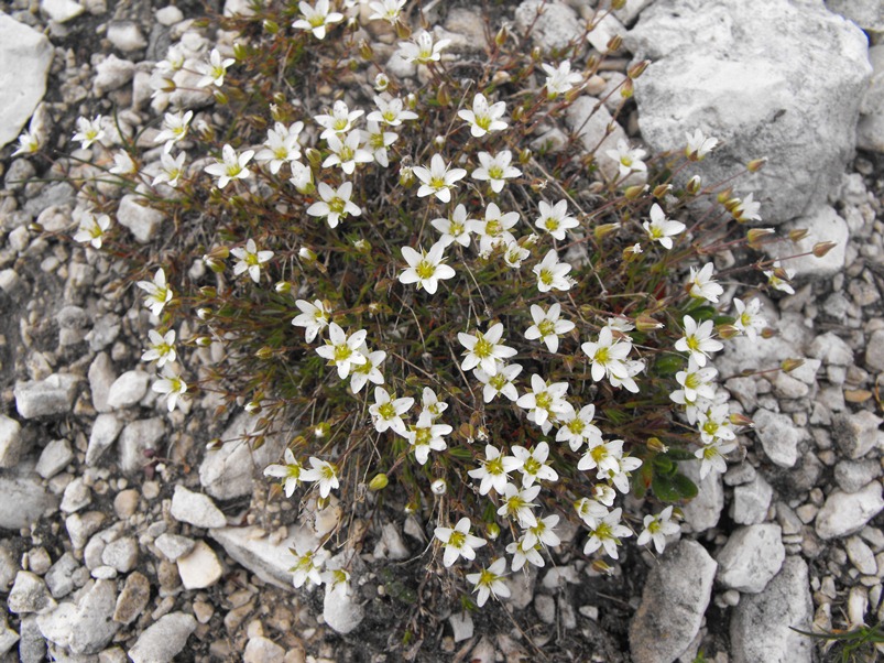 Da determinare:  Minuartia verna