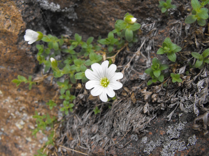 Da determinare - Cerastium cfr. uniflorum